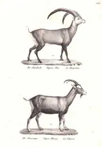 Der Steinbock, Capra Ibex, Le Bouquetin (Alpine Ibex), Die Hausziege, Capra Hircus, La Cahevre (Domestic Goat)