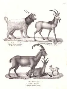 Ziegenbock aus Kaschemir, Capra Hircus Lanigera, Le Bouc de Gachemir (Cashmere Goat)- Afrikanischer Steinbock, Capra Jubata, Le Bouquetin d'Afrique (Walia ibex, Capra walie)-Die Bezoar Ziege, Capra Aegagrus, L'Egagre Male et Femelle (Wild Goat, Male and Female)