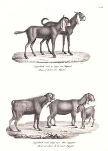 Ziegenbock und (b) Ziege von Nepaul, Bouc et Chevre du Nepaul (Nepal Goat, Capra Hircus Nepalensis)-Ziegenbock und Ziege aus Ober Egypen, Bouc et Chere de la Haut Egypte (Egyptian Goat, Capra Nubiana)
