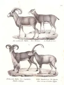 Der Sardinische Muflon, Ovis Musimon, Le Mouflon de Corse (Asian Mouflon, Ovis Gmelinii)- Afrikanischer Muflon, Ovis Tragelaphus, Mouflon d'Afrique (Barbary Sheep, Aoudad, Ammotragus lervia)-Wilder Ziegenbock aus Ober Egypten, Bouc Sawuage de la Haut Egypte (Wild Goat of Upper Egypt)