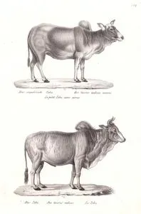Das Ungehörnte Zebu, Bos Taurus Indicus Ecornis, Le Petit Zebu Sans Cornes (Zebu, Domestic Cattle, Bos Taurus)-Das Zebu, Bos Taurus Indicus, Le Zebu (Nelore)