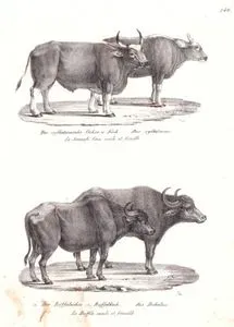 Der Sylhetanische Ochse u. Kuh, Bos Sylhelanus, Le Joungli Gau Male et Femelle (Gaur Indian Bison, Bos Gaurus)-(1)Der Büffelochse (2)Büffelkuh, Bos Bubalus, Le Buffle Male et Femelle (Water Buffalo (Male and Female), Bubalus bubalis )