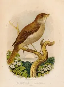 The Nightingale-Luscinia Philomela
