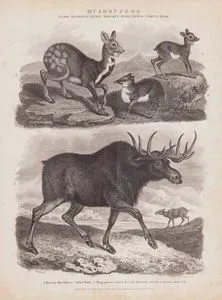 Quadrupeds, Class Mammalia, Genus Moschus Musk, Genus Cervus Deer 1. Moschus Moschiferas, Thibet Musk (Siberian Musk-deer) 2. Mospygmaeus, Guinea Musk 3. M. Javanicus, Java Moschus (Javan Chevrotain, Tragulus Javanicus) 4. Cervus Alces, Elk (Moose, Alces alces)