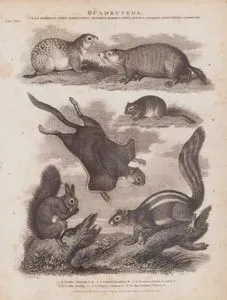 Quadrupeds, Class Mammalia, Order Glires, Genus Arctomys (Marmot), Genus Sciurus (Squirrel), Genus Myoxus (Dormouse) 1. A. Citillus, Variegated Marmot (Speckled Ground Squirrel, Spermophilus suslicus) 2. A. Empetra, Canadian Marmot (Woodchuck, Marmota Monax) 3. S. Petaurista, Taguan or Sailing Sciurus (Southern Flying Squirrel, Glaucomys Volans) 4. S. Getulus, Barbary Squirrel (Atlantoxerus Getulus) 5. S. Vulgairs, Common Squirrel 6. M. Muscardinus, Common Dormouse (Hazel Dormouse, Muscardinus Avellanarius)