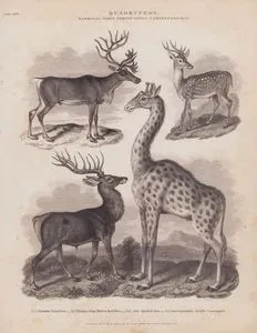 Quadrupeds, Mammalia Genus, Cervus Genus, Camelopardalis, 1. C.Tarandus, Rein Deer (Caribou Reindeer, Rangifer Tarandus) 2. C.Elaphus, Stag Hart or Red Deer ((Cervus Elaphus)) 3. C.Axis, Spotted Axis (Chital, Axis Axis) 4. Camelopardalis, Giraffa Camelopard (Giraffa Giraffa)