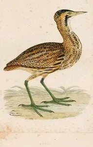 Bittern
