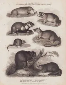 Quadrupeds, Class Mammalia, Order Glires, Genus Castor (Beaver), Genus Mus (Rat) 1. C.Fiber, Beaver (Eurasian Beaver, Castor Fiber) 2. M.Zibethicus, Musk Muskrat (Common Muskrat, Ondatra Zibethicus) 3. M.Decumanus, Morwy R. (Brown Rat, Rattus Norvegicus) 4. M.Musculus, Common Mouse (Eastern House Mouse, Mus Musculus) 5. M.Cricetus, German Hamster R. (Common Hamster, Cricetus Cricetus) 6. M.Bursarius Canada R. (Plains Pocket Gopher, Geomys Bursarius) 7. M.Capensis, Cape Mole Rat (Georychus Capensis)