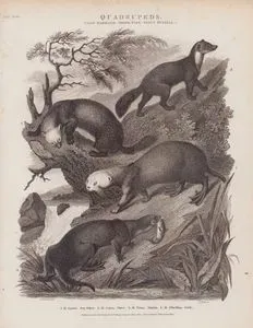 Quadrupeds, Class Mammalia, Order Ferae, Genus Mustela 1. M. Lutris, Sea Otter (Enhydra Lutris) 2. M. Lutra, Otter (European Mink, Mustela Lutreola) 3. M. Foina, Martin (Stone Marten, Martes Foina) 4. M. Zibellina, Sable (Martes Zibellina)