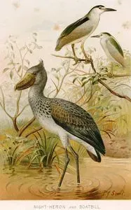 Night-Heron And Boatbill