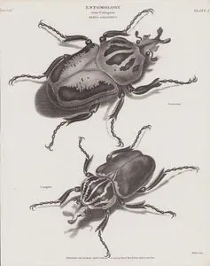 Entomology, Order Coleoptera, Genus Goliathus (Plate I)- Chief Goliath Beetle (Goliathus Cacicus, G.Coecicus), Goliathus Magnus