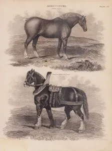 Agriculture, (Plate XII.)- Suffolk Punch, Improved Black Cart Horse