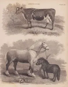 Agriculture, (Plate XIII.)- Ayrshire Cow, Clydesdale Horse, Highland Pony