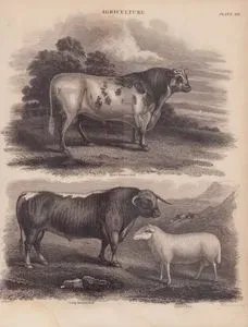 Agriculture, (Plate XIV.)- Short Horned Bull Long, Horned Bull, Cheviot Ram