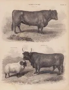 Agriculture, (Plate XV.)- Galloway Bull, Black Faced Ram, Argyleshire Bull