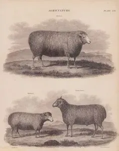 Agriculture, (Plate XVI.)- Dishley,  Ryeland,  South Down