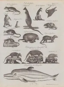 Didelphis- Mollucea Opossum (Male and Female), Kangooroo, Kangooroo Rat, Spotted Opossum, Flaying Opossum, Surinam Opossum, Mexican Opossum, Virginia Opossum, Cayenne Opossum- Dasypus or Armadillo- Nine Banded Armadillo, Five Banded Armadillo, Six Banded Armadillo- Dephinus, The Dolphin (Plate CLV)