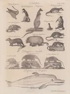 Didelphis- Mollucea Opossum (Male and Female), Kangooroo, Kangooroo Rat, Spotted Opossum, Flaying Opossum, Surinam Opossum, Mexican Opossum, Virginia Opossum, Cayenne Opossum- Dasypus or Armadillo- Nine Banded Armadillo, Five Banded Armadillo, Six Banded Armadillo- Dephinus, The Dolphin (Plate CLV)