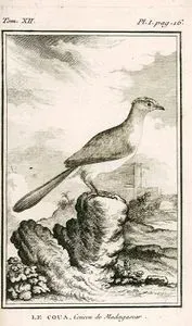 Le Coua, Coucou De Madagascar (Giant Coua-Coua Gigas) (Tom.VII. Plate I. Page 16)