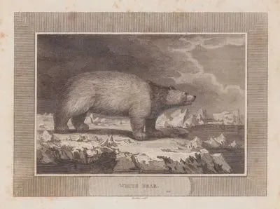 White Bear