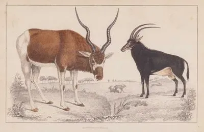 Antelopes, Addax Antelope and Sable Antelope