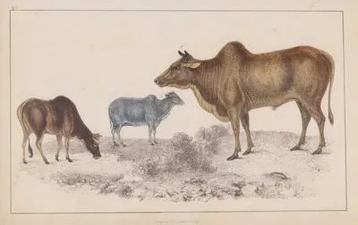 Common Zebu (Male). 2. Common Zebu (Female) 3. Small Zebu