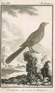Le Toulou, autre Coucou De Madagascar (Malagasy Coucal or Madagascar Coucal-Centropus Toulou) (Tom.VII. Plate II. Page 20)