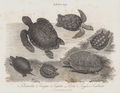 Testudo (Tortoise)- 1.T.Denticulata (Yellow-footed Tortoise, Chelonoidis Denticulatus) 2.T.Europoea (European Pond Turtle, Emys Oorbicularis) 3.T.Guttata (Spotted Turtle, Clemmys Guttata) 4.T.Picta (Painted Turtle, Chrysemys Picta) 5.T.Mydas (Green Sea Turtle, Chelonia Mydas) 6.T Imbricata (Hawksbill Sea Turtle, Eretmochelys imbricata)