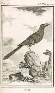 L'Ani