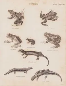 Reptilia (Plate CCCCXXXIII)- 1. Rana Palustris (Pickerel Frog, Lithobates Palustris) 2. Ceratrophris Granosa 3. Hyla Bicolor 4. Oxyrhynchus Bicolor (Two-colored Oval Frog, Elachistocleis Bicolor) 5. Engystoma Marmoratum (Marbled Balloon Frog, Uperodon Systoma) 6. Salamandra Atra (Alpine Salamander) 7. Triton Vittatus (Southern Banded Newt, Ommatotriton Vittatus) 8. Menopoma Gigantea (Hellbender, Cryptobranchus Alleganiensis)