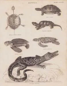 Reptilia (Plate CCCCXXXIII) 1. Skeleton of Cistuda Europaea (European Pond Turtle, Emys Orbicularis) 2. Emys Ocellata (Burmese Eyed Turtle, Bengal Eyed Terrapin, Morenia Ocellata) 3. Emysaura Serpentina (Common Snapping Turtle, Chelydra Serpentina) 4. Chelonia imbricata (Hawksbill Sea Turtle, Eretmochelys imbricata) 5. Chelonia Coriacea (Leatherback Seaturtle, Dermochelys Coriacea) 6. Crocodilus Biporcatus (Saltwater Crocodile, Crocodylus Porosus)
