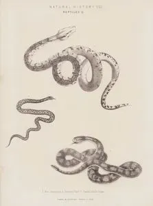 Natural History VIII- Reptiles II- 1.Boa Constrictor 2.Viper 3.Banded Rattlesnake