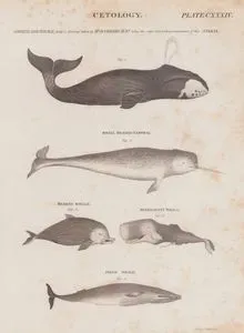 Cetology (Plate CXXXIV)- Greenland Whale (From a Drawing Taken by Mr.Scoresby Jun. Being the Only Correct Representation of this Animal)- Small Headed Narwhal- Beaked Whale- Spermaceti Whale- Piked Whale