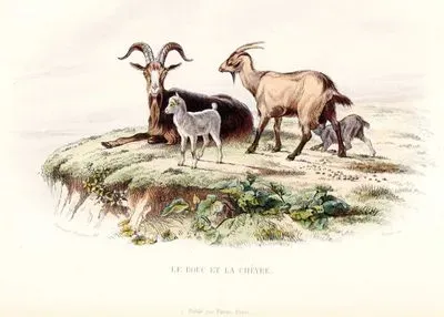 Le Bouc Et La Chevre (Goat, Male and Female)