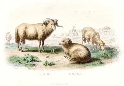 Le Belier-Le Mouton (Ram and Sheep)
