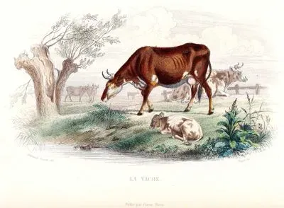 La Vache (Cow)