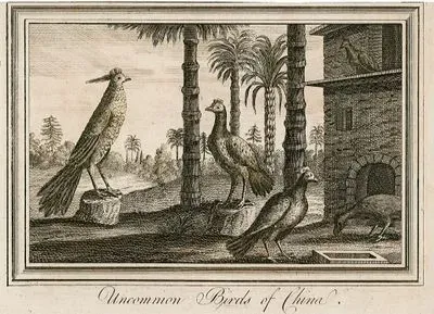 Uncommon Birds Of China