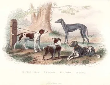 Le Chien Courant, L'Epagneul, Le Levrier, Le Danois (Scent Hound, Spaniel, Greyhound, Great Dane)