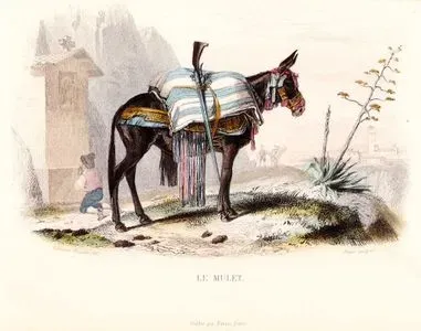 Le Mulet (Mule)