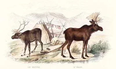 Le Renne, L'Elan (Reindeer, Moose)