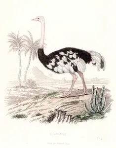 L'Autruche (Ostrich)