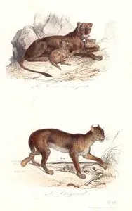 La Lionne et Ses Petits-Le Couguard (Lioness and Cubs-Cougar)