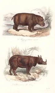 L'Hippopotame Male-Le Rhinoceros L'Asie (Hippo-Rhinoceros)