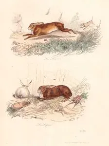 Le Lievre-Le Lapin (Hare-Rabbit)