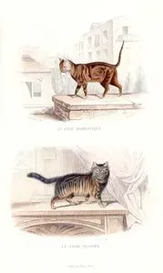 Le Chat Domestique-La Chat Angora (Domestic Cat-Angora Cat)