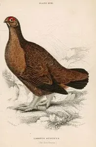Lagopus Scoticus-The Red Grouse