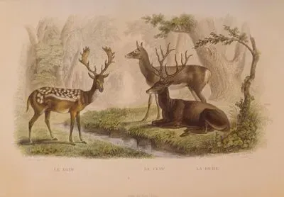 Le Daim-Le Cerf-La Biche (Fallow Deer-Stag-Doe)