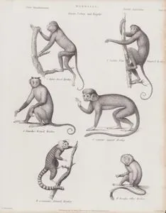 Mammalia, Genera Cebus And Hapale (Plate II)- C.Ruber, Royal Monkey (Howler Monkey)- C.Coaita, Four Fingered Monkey (Spider Monkey)- C.Fatuellus, Horned Monkey (Tufted Capuchin)- C.Sciureus, Squirrel Monkey- H.Communis, Striated Monkey (Marmoset)- H.Rosalia, Silkey Monkey (Golden Lion Tamarin)