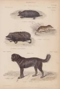 Mammalia, Genera Erinaceus, Sorex, Talpa (Plate 6)- 20. E.Europaeus, Common Hedgehog 21. S.Araneus, Common Shrew 22. T.Europaea, Common Mole-Genera Canis, 23. C.Familiaris, Var Thibeti, Thibet Dog