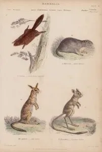 Mammalia, Genera Sciuropterus, Arctomys, Dipus, Helamys Plate (14)- 43. S.Sabrinus, Greater Flying Squirrel 44. A.Marmotta, Alpine Marmot 45. D.Aegyptius, Egyptian Jerboa 46. Hel. Capensis, Cape Jerboa